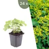 Plants by Frank | 24 Frauenmantel Pflanzen | Alchemilla Produktbild-Vorschau 1