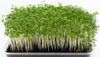 Kresse Ganzjahres-Gemüse-Sprossensamen 10G Produktbild-Vorschau 12