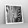 Poster - Poster ohne Rahmen - Tiere Zebra gestreift - 60x60 Produktbild-Vorschau 7