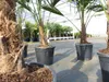 Trachycarpus fortunei 130 - 150 cm Palme Hanfpalme, Produktbild-Vorschau 5