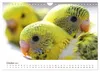 Wellensittiche - der NEUE Kalender (Wandkalender 2027 DIN Produktbild-Vorschau 13