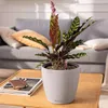 A plant in a pot on a table in front of a couch. Produktbild-Vorschau
