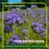 Gründüngung Sommeraussaat 1 kg Produktbild-Vorschau 6