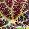 Begonie divoká - Begonia ferox - velkolepá listnatá Náhled obrázku produktu 3