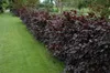 Blutbuche Purpurea 60-100 cm, im Topf - Fagus sylvatica Produktbild-Vorschau 3