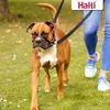 Halti OPTIFIT licol taille. S Voir les images du produit 8