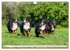 Berner Sennenhunde - Freunde für ein ganzes Leben Produktbild-Vorschau 9
