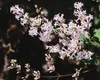 Syringa microphylla 'Superba', Zwergflieder, rosa Blüten, Produktbild-Vorschau 12