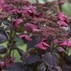 Tellerhortensie 'DAREDEVIL®' 30-40 cm, Cont. 2 l Produktbild-Vorschau 4