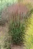 Stauden Gänge 5 x Panicum virgatum 'Cardinal' im 1 Liter Produktbild-Vorschau 3
