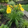 Bloomique - Zestaw 6 szt. - Hemerocallis Stella De Oro - Podgląd zdjęcia produktu 2