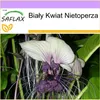 SAFLAX - Biały Kwiat Nietoperza - 10 Nasiona - Tacca Podgląd zdjęcia produktu 5