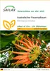 SAFLAX - Australischer Feuerradbaum - 20 Samen - Produktbild-Vorschau 1