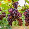 Traubenpflanze - 6 Stk - Vitis vinifera - Höhe 25-40cm - Produktbild-Vorschau 4