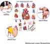 Das Herz Mini-Poster Anatomie 34x24 cm medizinische Produktbild-Vorschau 2