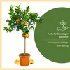 Meine Orangerie Orangenbaum Grande - echte Orange - Produktbild-Vorschau 5