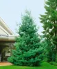 Tränen-Kiefer 70-80 cm, im Topf - Pinus wallichiana, Produktbild-Vorschau 5