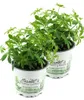 Enseleits 2er Set Waldmeister, Galium odoratum, frische  Produktbild-Vorschau 1