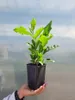 Magnolia Susan 2L Podgląd zdjęcia produktu 5