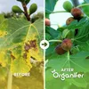 Fig Tekuté Hnojivo 4x1 L – 2-1-8 NPK – Pro Figy & Ovocné Náhled obrázku produktu 2
