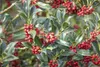 Stechpalme Alaska 10-15 cm, im Topf - Ilex aquifolium, Produktbild-Vorschau 6
