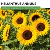 Sonnenblumen Einfache Riesen Samen - Helianthus annuus - Produktbild-Vorschau 2