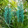 Jade-Blume (Strongylodon macrobotrys)  - 1 gekeimter Samen Produktbild-Vorschau 1