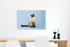 MuchoWow® Poster Eine Siamkatze in einem blauen Atelier Produktbild-Vorschau 5