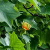 Tulipier 2L Anteprima dell’immagine prodotto 12