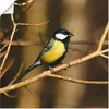 ARTland Poster Kohlmeise im Wald Größe: 50x50 cm Produktbild-Vorschau 1