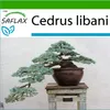 SAFLAX - Libanonský cedr - Cedrus libani - 20 Semena - S Náhled obrázku produktu 5