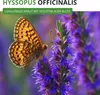 Ysop Mehrjährig Samen - Hyssopus officinalis - Ysopsamen - Produktbild-Vorschau 2