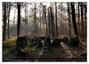 Lüneburger Heide (Wandkalender 2027 DIN A4 quer), CALVENDO Produktbild-Vorschau 12