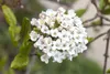 Viburnum burkwoodii, Duft-Schneeball, immergrün, 60–80 cm Produktbild-Vorschau 5