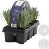 A tray of lavender plants in black plastic pots, with a product tag attached. Voir les images du produit