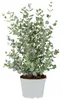 Eucalyptus Gunnii, Eukalyptus, Gartenpflanze, 40-50 cm, Produktbild-Vorschau 1