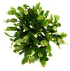 Großer Weihnachtskaktus – Schlumbergera – XXL – Topf 17 cm Produktbild-Vorschau 3