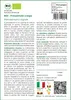 SAFLAX  -- Prezzemolo crespo - 800 semi - Petroselinum Anteprima dell’immagine prodotto 3