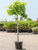 A potted fig tree stands in a nursery or garden center, with rows of palm trees and other plants in the background. Podgląd zdjęcia produktu
