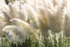 Close-up of fluffy white pampas grass plumes with green stems and leaves. Produktbild-Vorschau