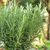 6x Rosmarinus officinalis P9 H20 Produktbild-Vorschau 4