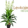 Levkoje Matthiola Kunstpflanze Künstliche Pflanze 100 cm Produktbild-Vorschau 1