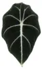 Alocasia reginula Black Velvet - Tropenwurz - Alokasie - Produktbild-Vorschau 3