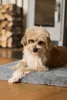 TrendPet VitaMedog orthopädische 5 cm Matratze grau Produktbild-Vorschau 5