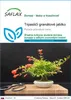 SAFLAX - Trpasličí granátové jablko - Punica granatum nana Náhľad obrázku produktu 1