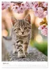 Spaß mit Katzen (Wandkalender 2027 DIN A3 hoch), CALVENDO Produktbild-Vorschau 7