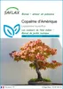 SAFLAX  - Copalme d'Amérique - 100 graines - Liquidamber Voir les images du produit 1