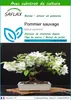 SAFLAX  - Pommier sauvage - 30 graines - Avec substrat - Voir les images du produit 1