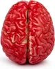 A close-up, top-down view of a red artificial brain model against a white background. Produktbild-Vorschau