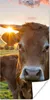 MuchoWow® Poster Kühe - Sonne - Wiese - Landleben 20x40 cm Produktbild-Vorschau 1